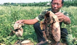 缅北吃瓜最新事件爆料,最新吃瓜事件揭秘