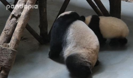 关于大熊猫的视频,国宝的萌态与生态传奇