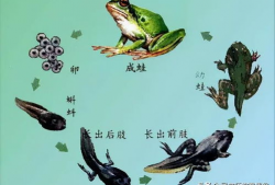 蝌蚪视频在线观看,在线观看的奇妙之旅